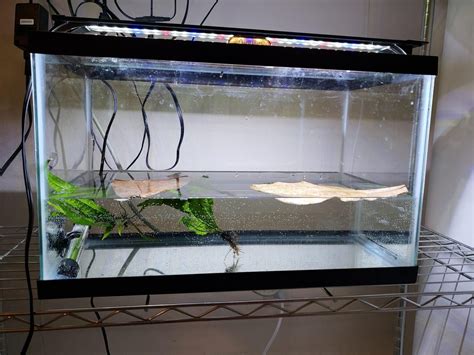 betta cross breeding results|Betta Fish Breeding 101: From Courtship to Caring for .